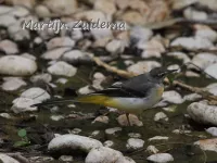 Canarische Grote Gele Kwikstaart [Motacilla cinerea canariensis]